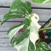Monstera deliciosa ´ALBO VARIEGATA´ (Monstera skvelá), kont. C3L, výška: 30-40 cm